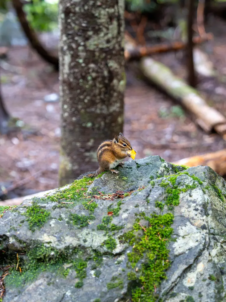 Chipmunk? Goblin? Eating a cheez-it someone left on the ground.